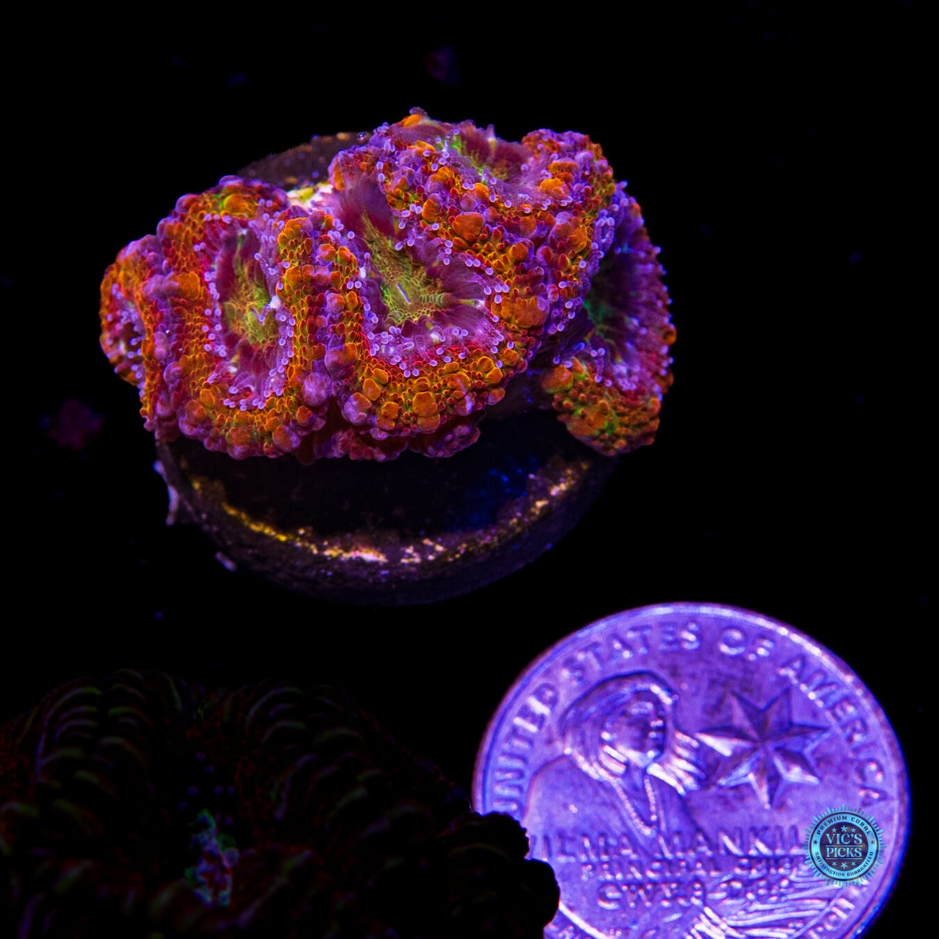 WWC Dante's Inferno Aussie Lord - Actinic Photo