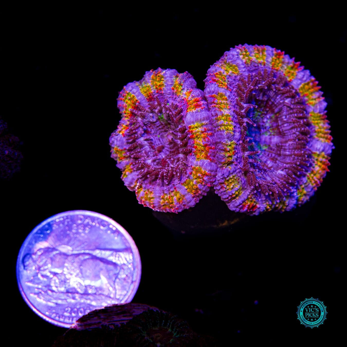 WWC Soul Stone Aussie Lord - Actinic Photo