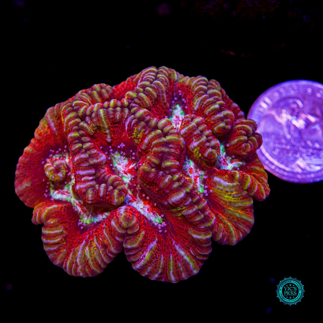 Fusion Flare Symphyllia Wilsoni - Actinic Photo