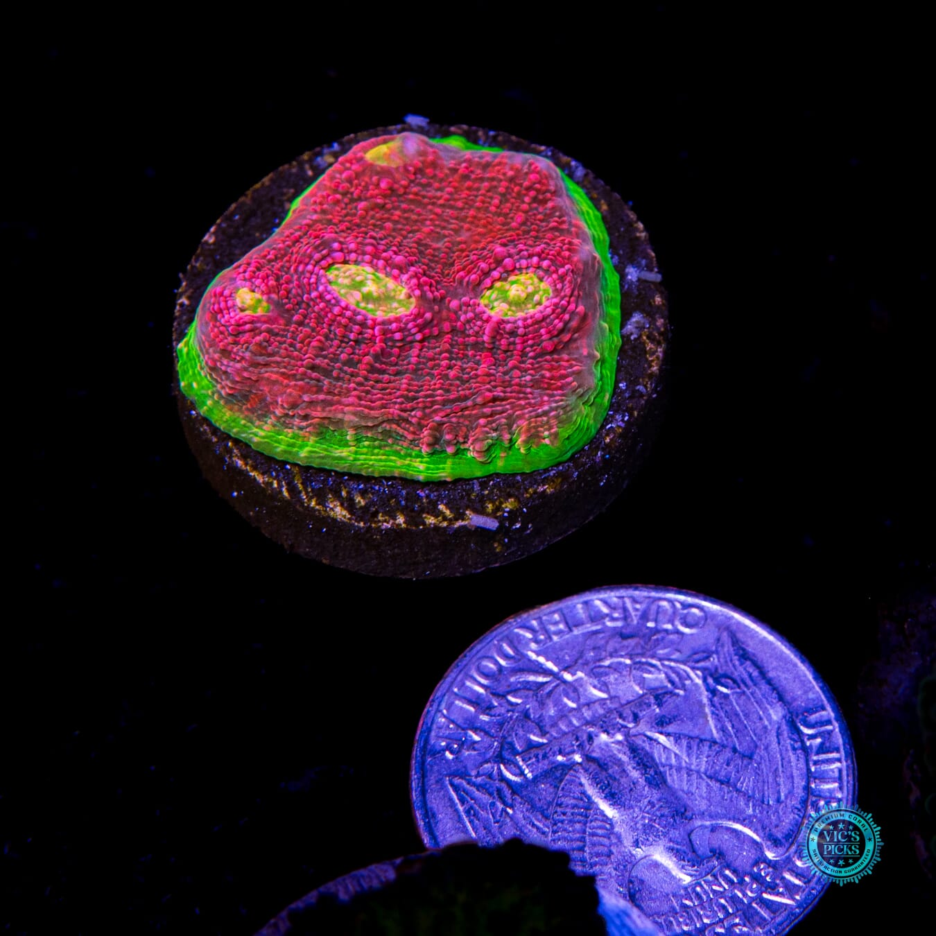 WWC Kingpin Chalice - Actinic Photo