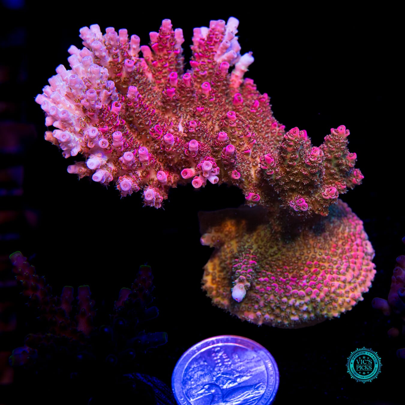 WWC Jello Shot Acropora - Actinic Photo