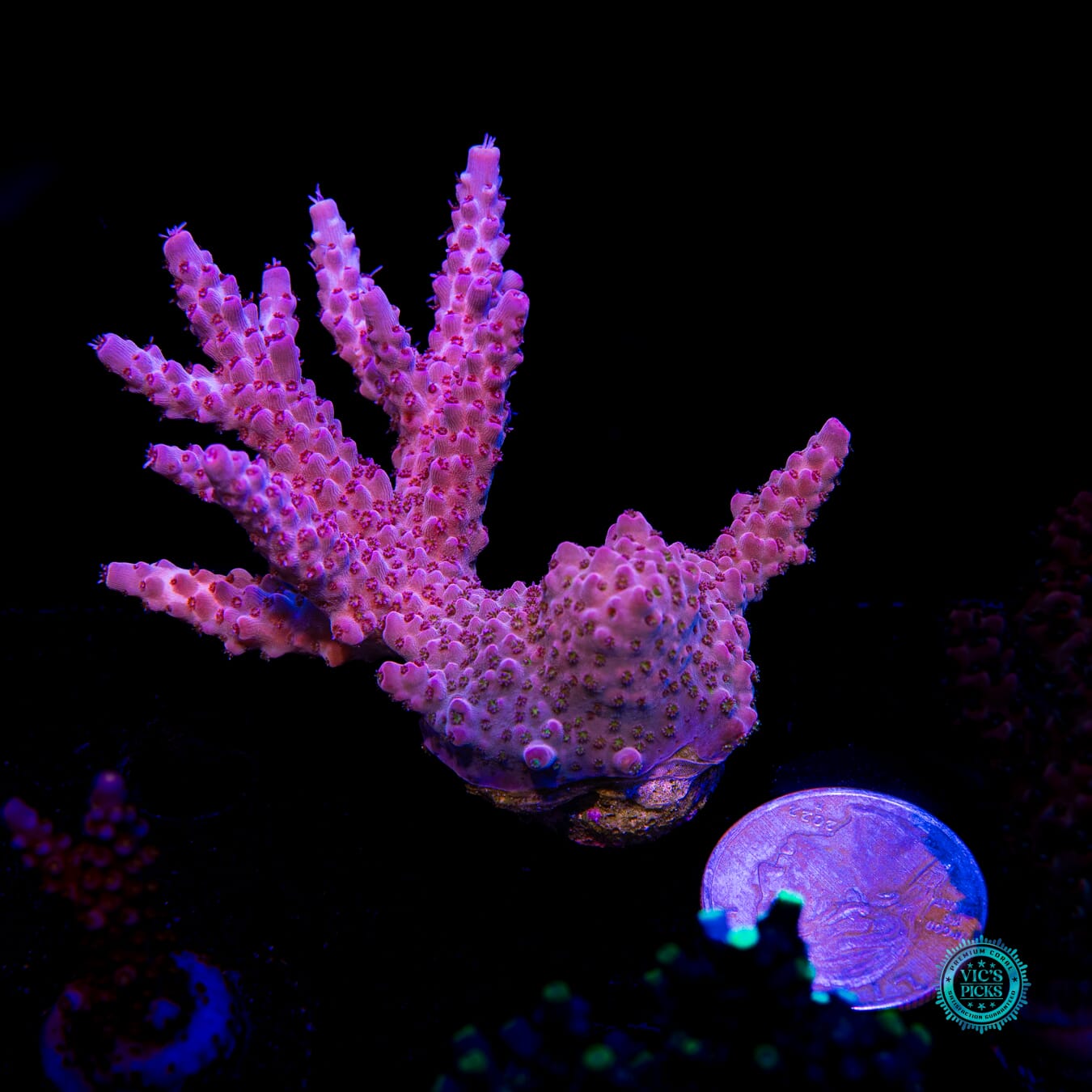 CB Beast Mode Acropora - Actinic Photo