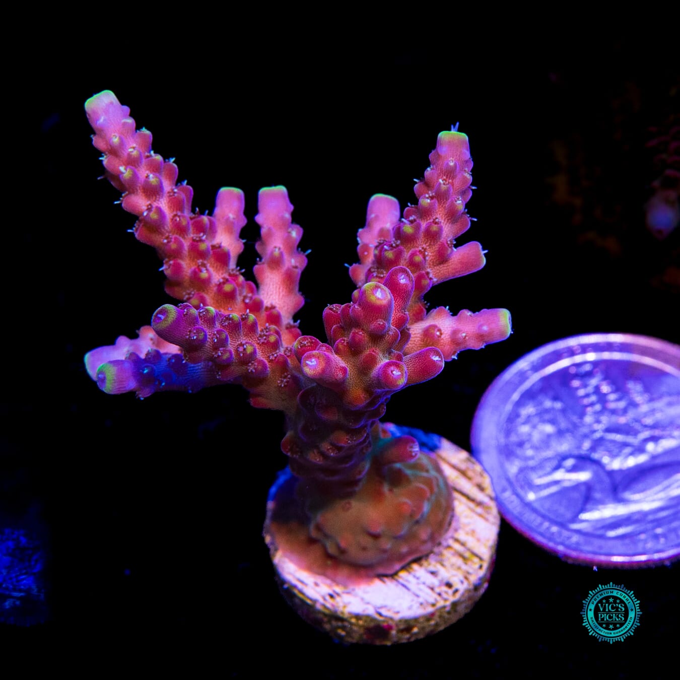 Bali Shortcake Acropora - Actinic Photo