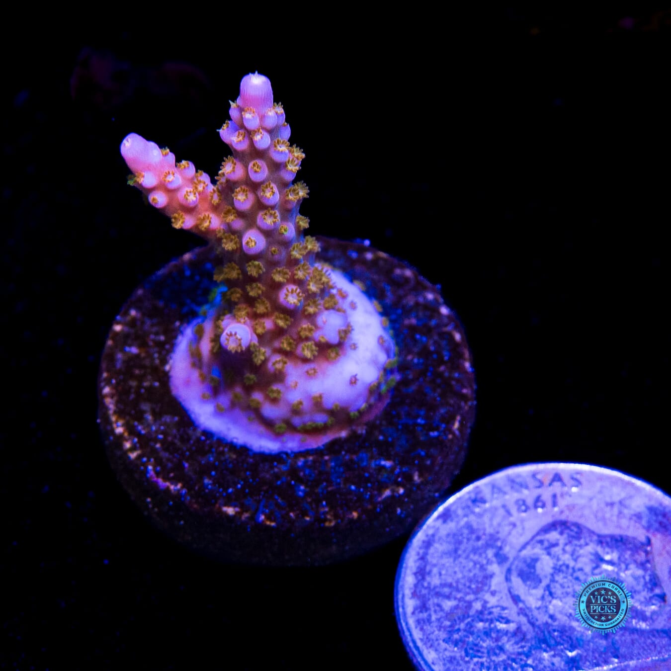 WWC All Star Acropora - Actinic Photo