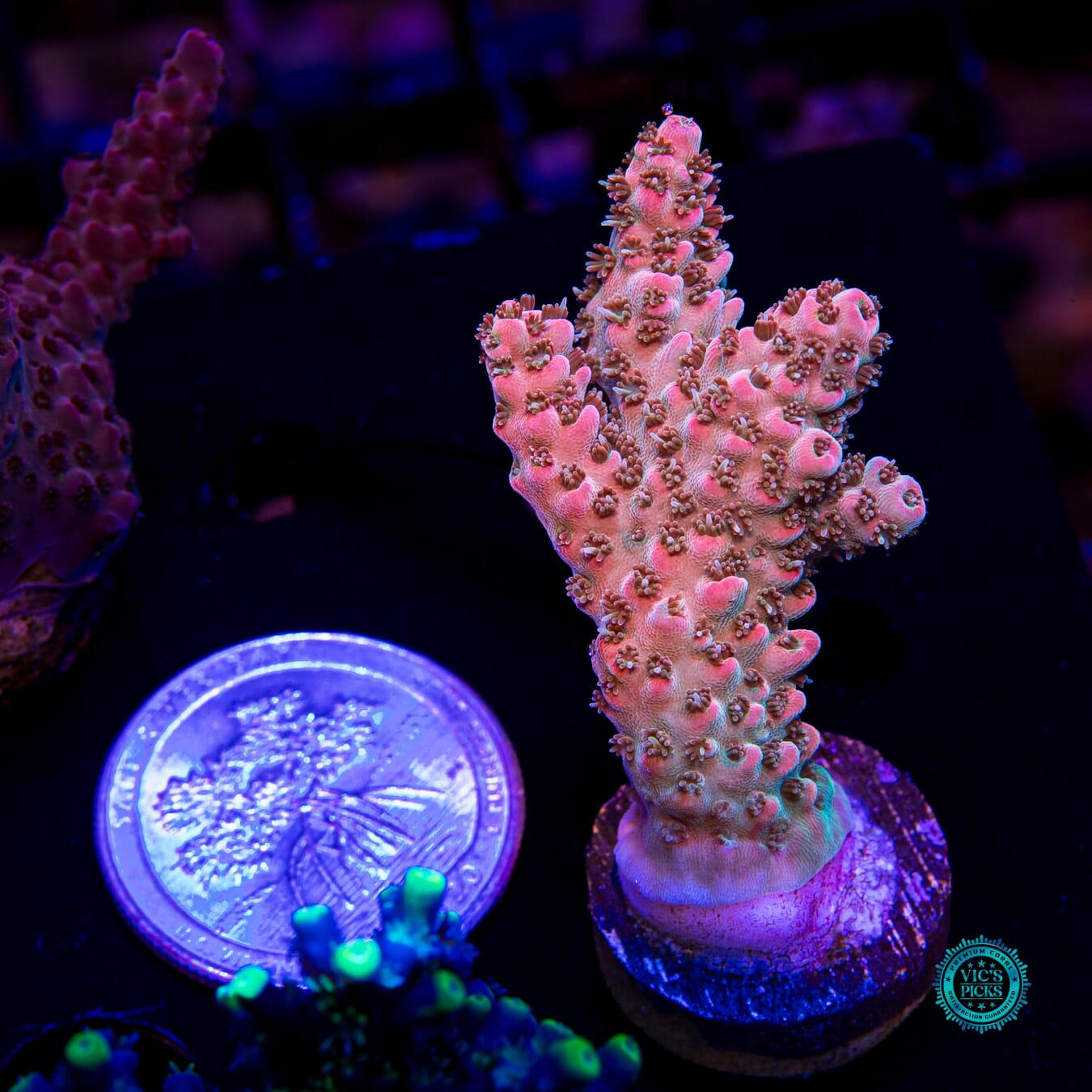 Flamestrike Acropora - Actinic Photo