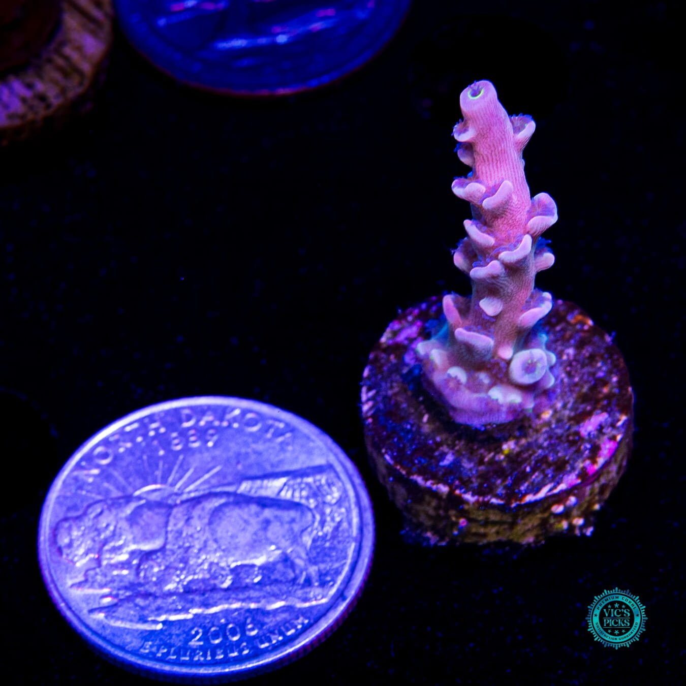 Vivid's Insanity Acropora - Actinic Photo