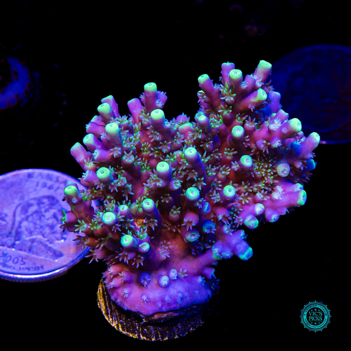 WWC Shark Attack Acropora - Actinic Photo