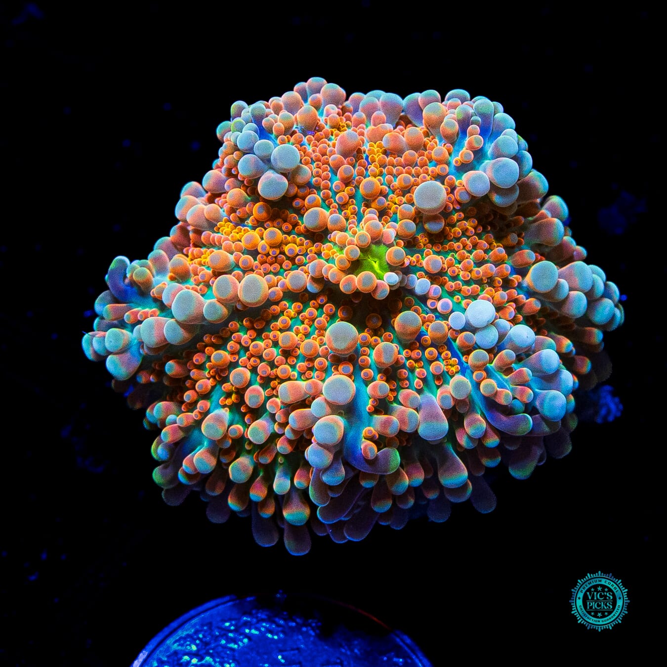 Mango Snobblin Yuma Mushroom - Daylight Photo