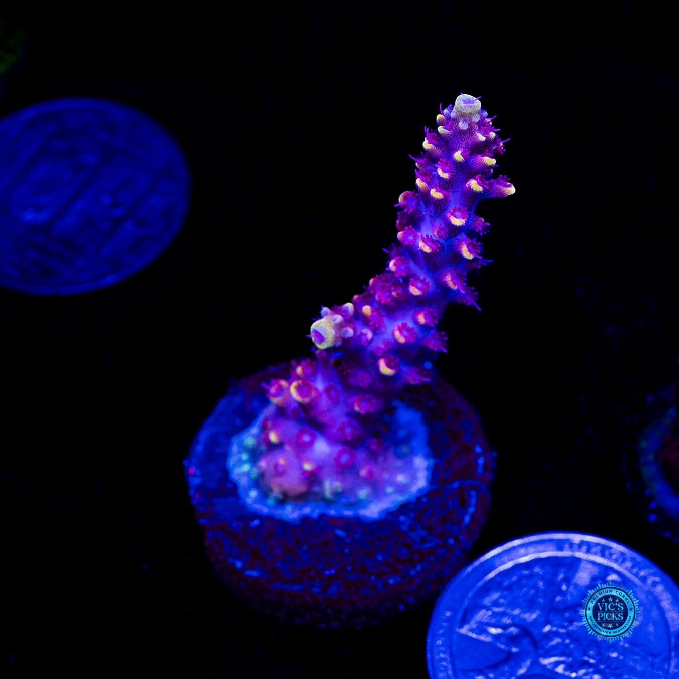WWC Purple Dragona Acropora - Daylight Photo