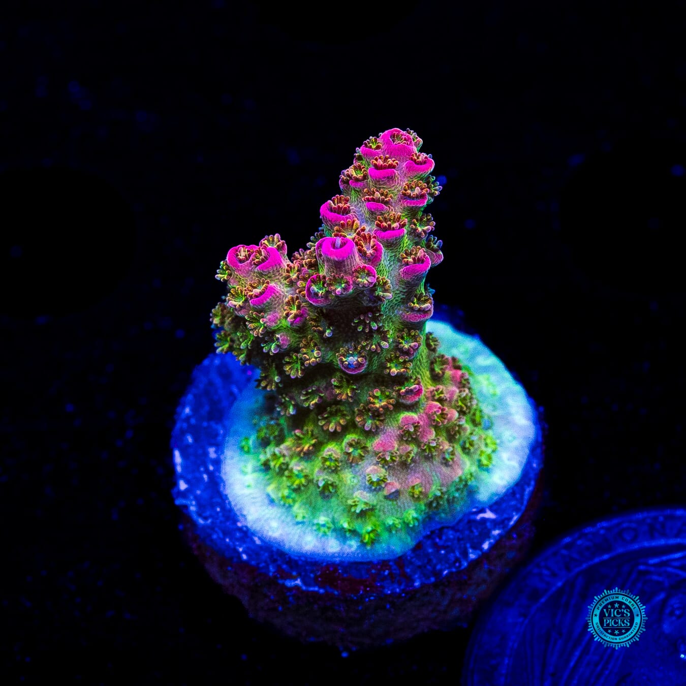 WWC Jello Shot Acropora - Daylight Photo