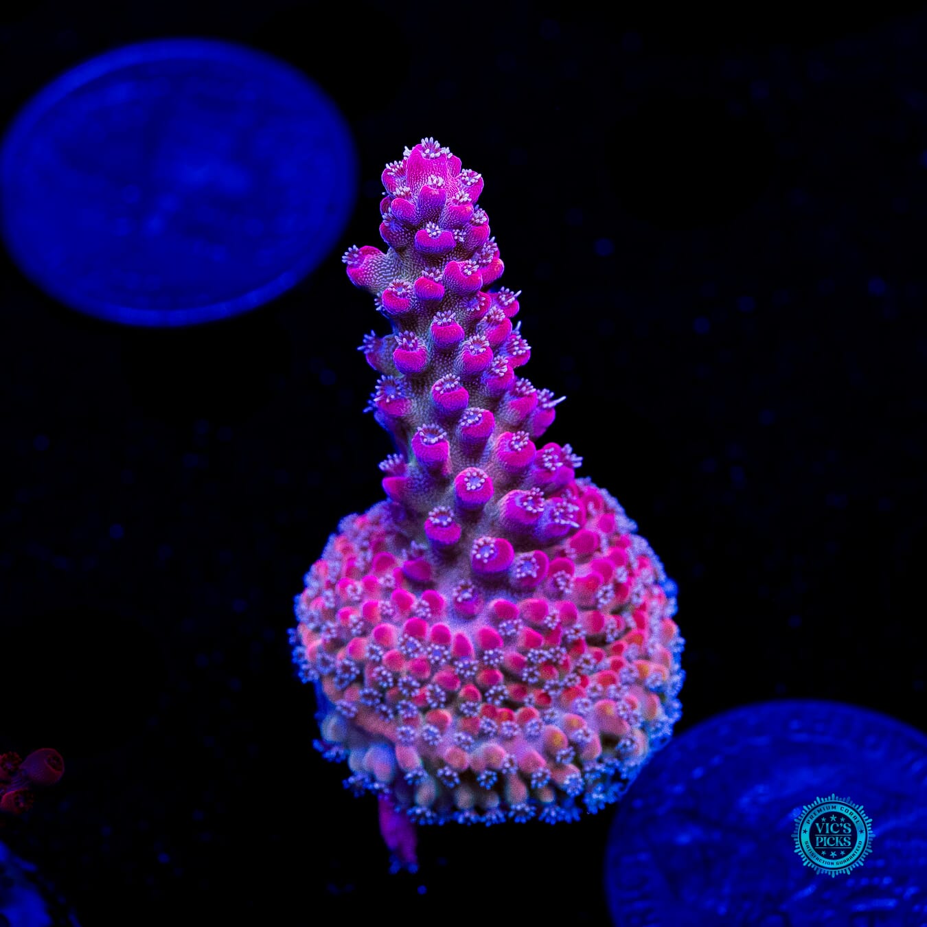 Bali Shortcake Acropora - Daylight Photo