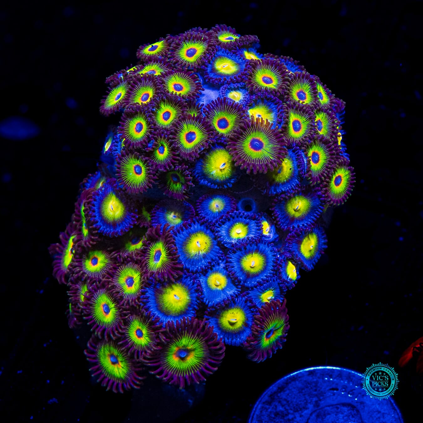 WWC Bob Marley and AOI Combo Zoanthids - Daylight Photo