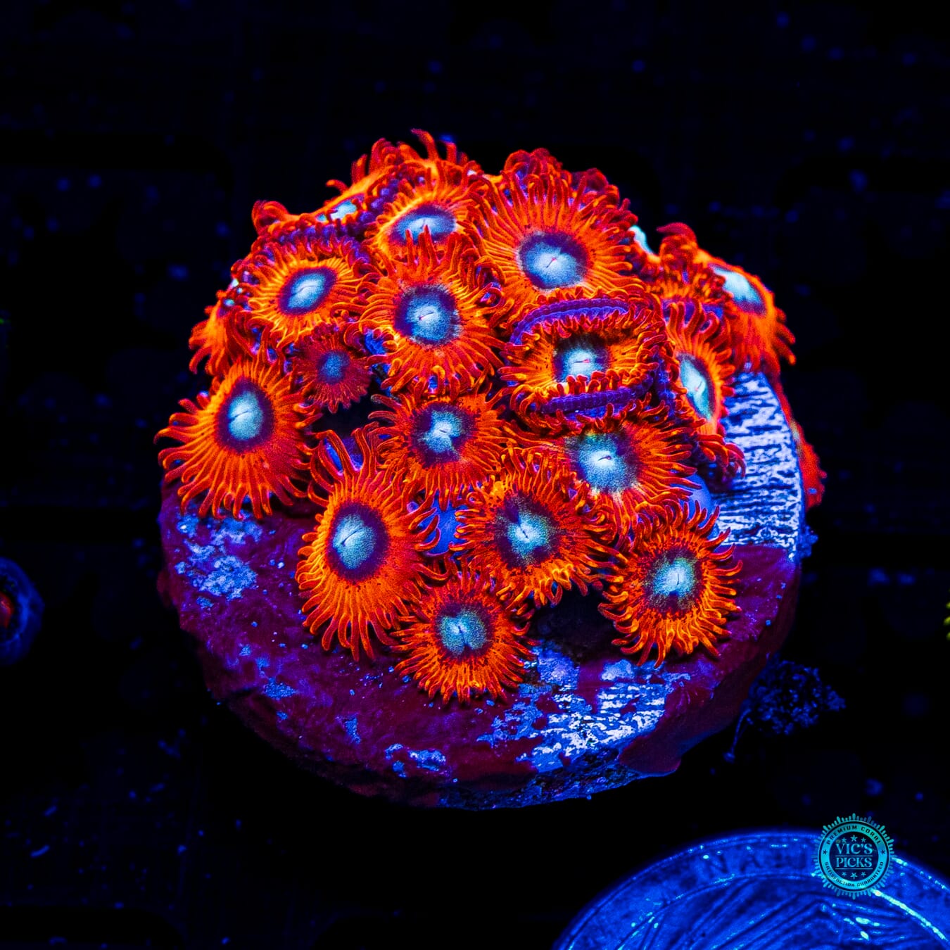 Charmanderz Zoanthids - Daylight Photo