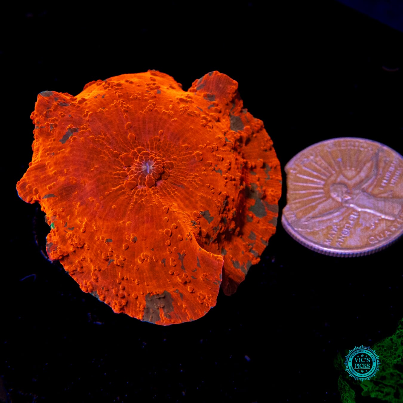 Candy Crush Jawbreaker Mushroom - Actinic Photo