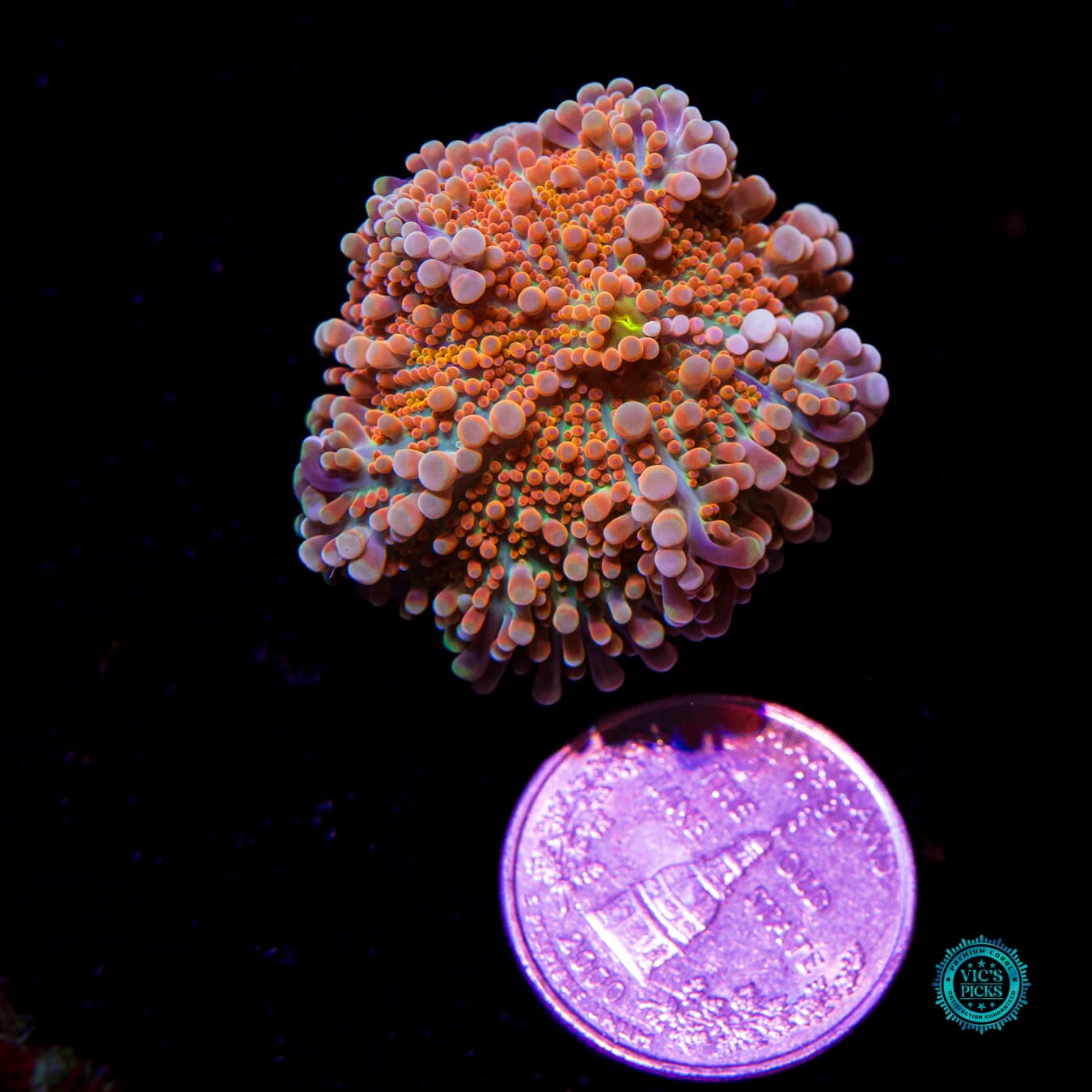 Mango Snobblin Yuma Mushroom - Actinic Photo