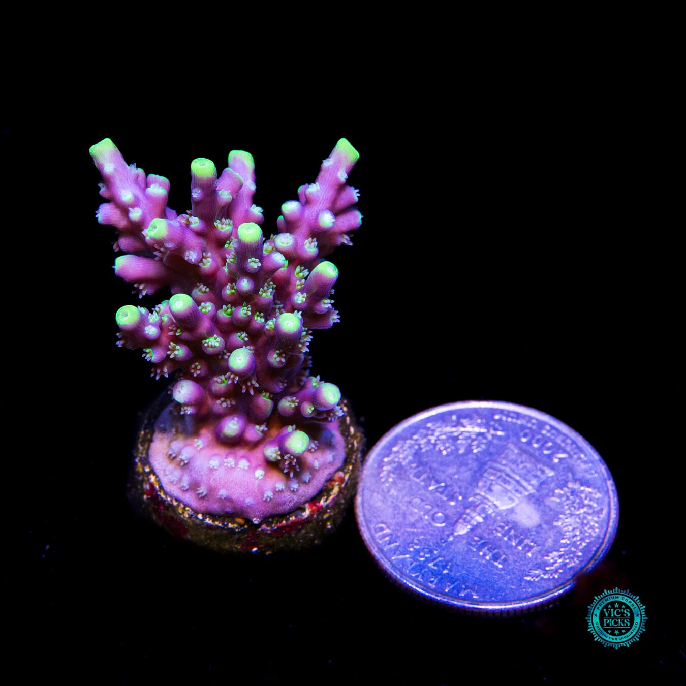 WWC Shark Bite Acropora - Actinic Photo