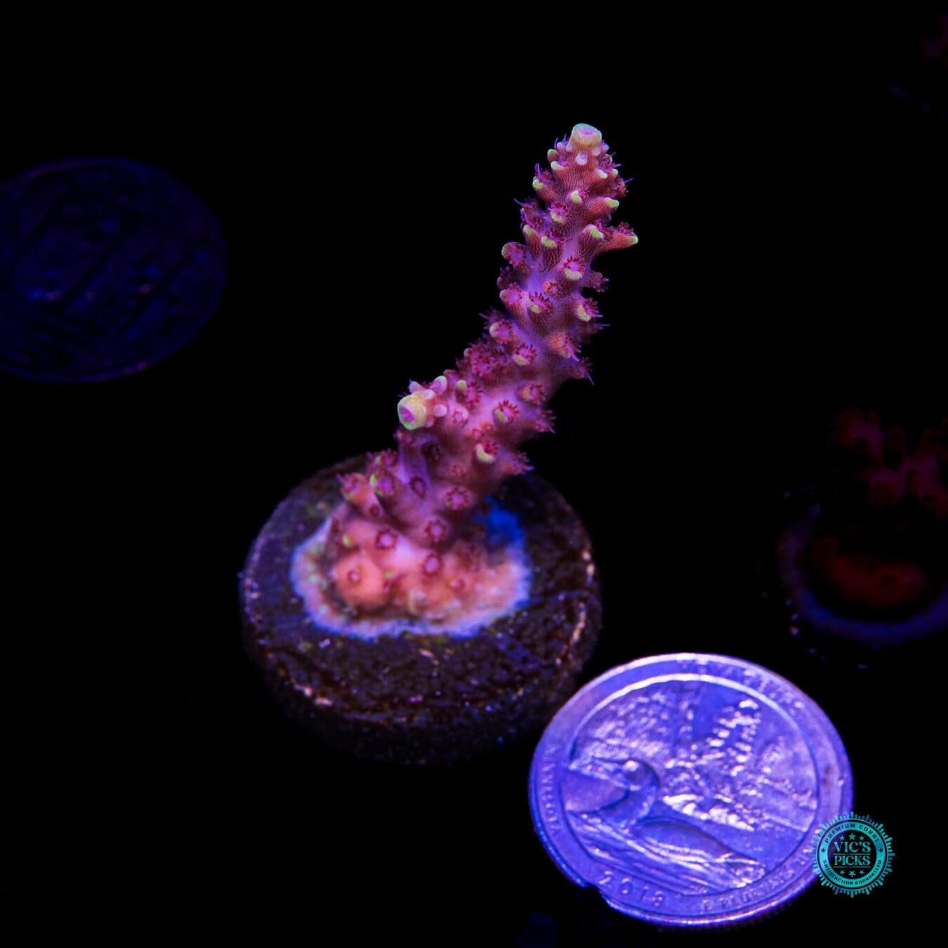 WWC Purple Dragona Acropora - Actinic Photo