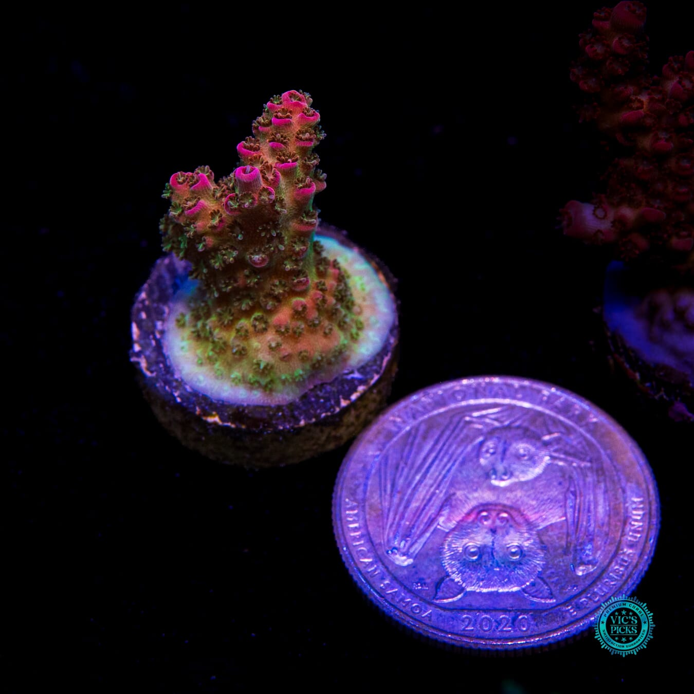 WWC Jello Shot Acropora - Actinic Photo