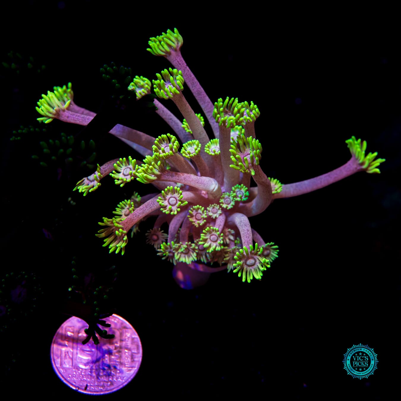 WWC Hail Hydra Goniopora - Actinic Photo