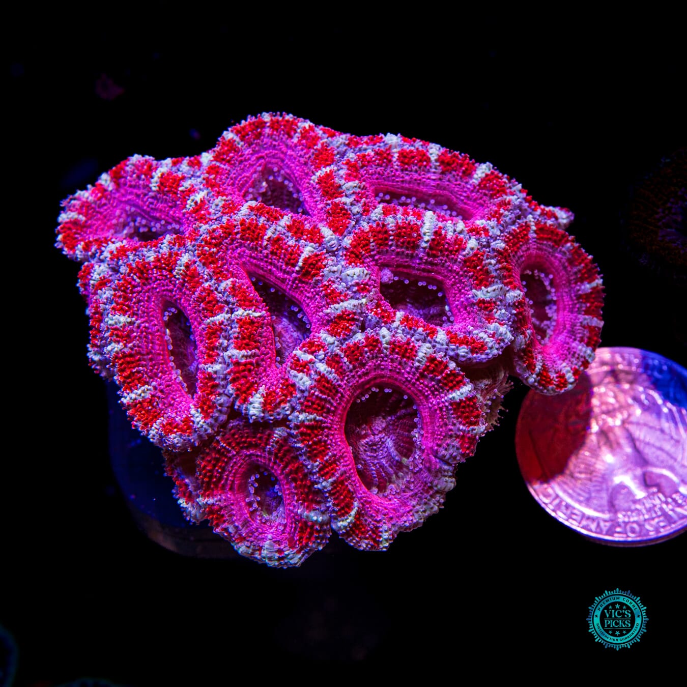 Cotton Candy Aussie Lord - Actinic Photo