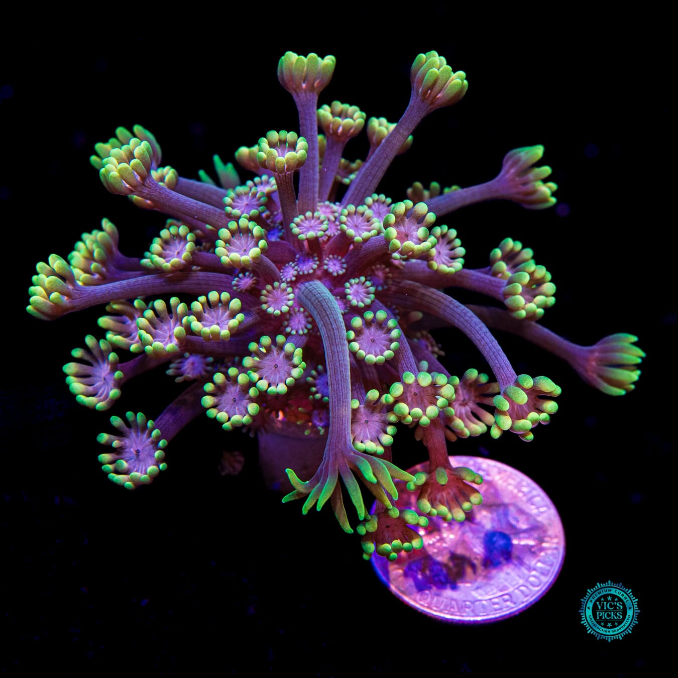 WWC Guava Berry Alveopora - Actinic Photo