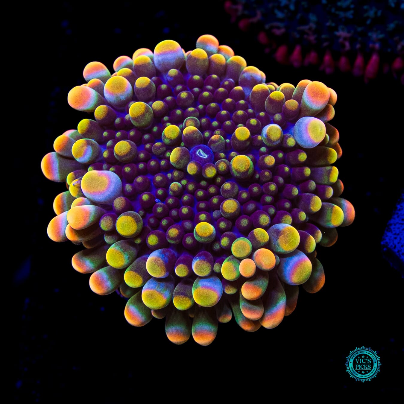 Time Lost Yuma Mushroom - Daylight Photo