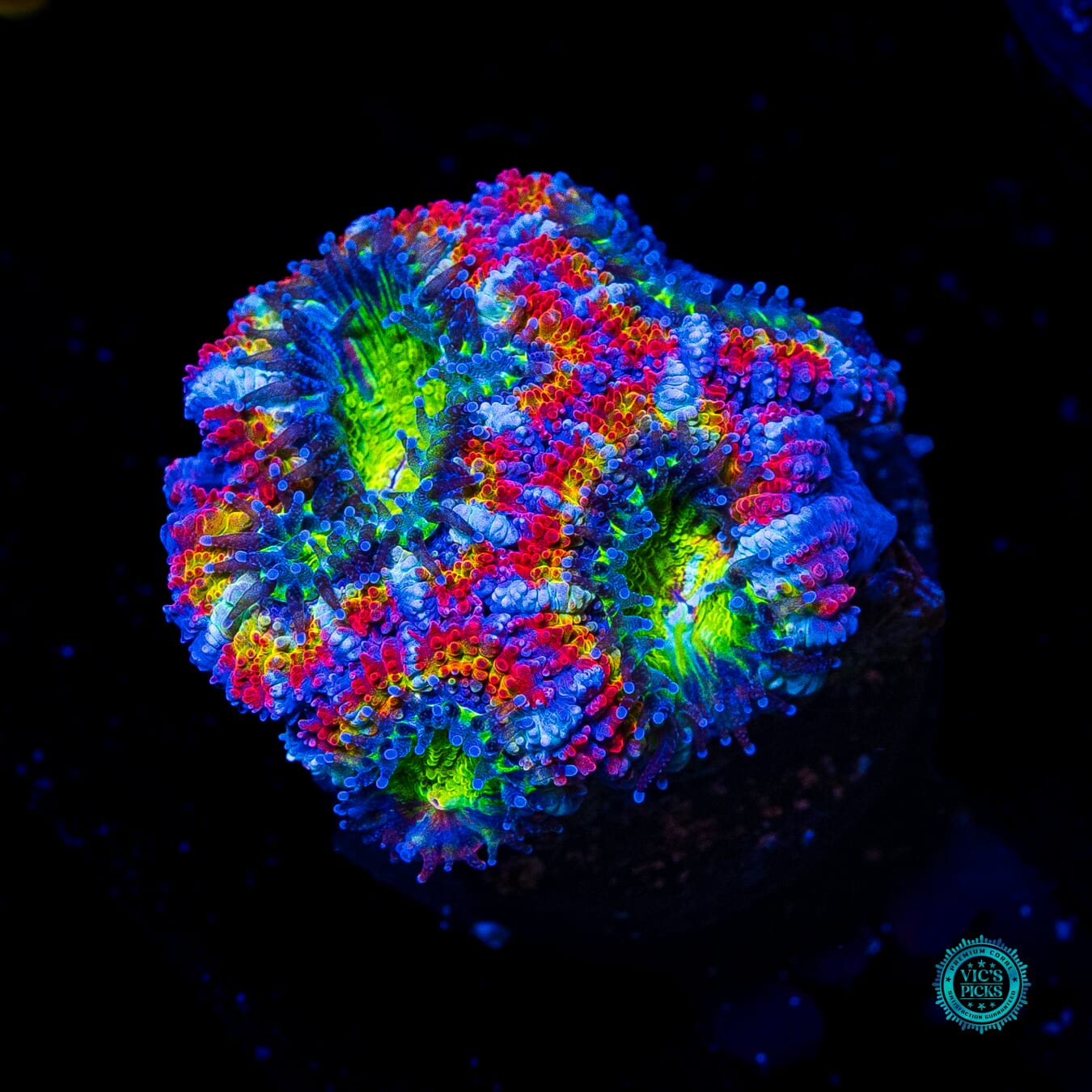 Rainbow Blaster Aussie Lord - Daylight Photo