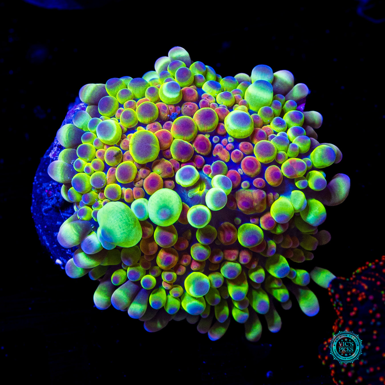 Alien Rave Yuma Mushroom