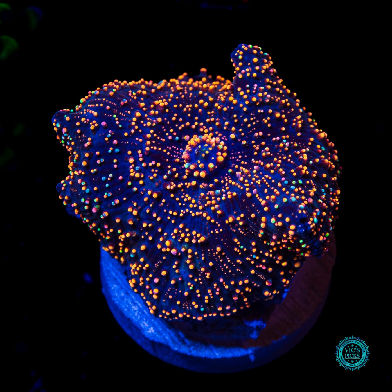 Interstellar Disco Mushroom - Daylight Photo