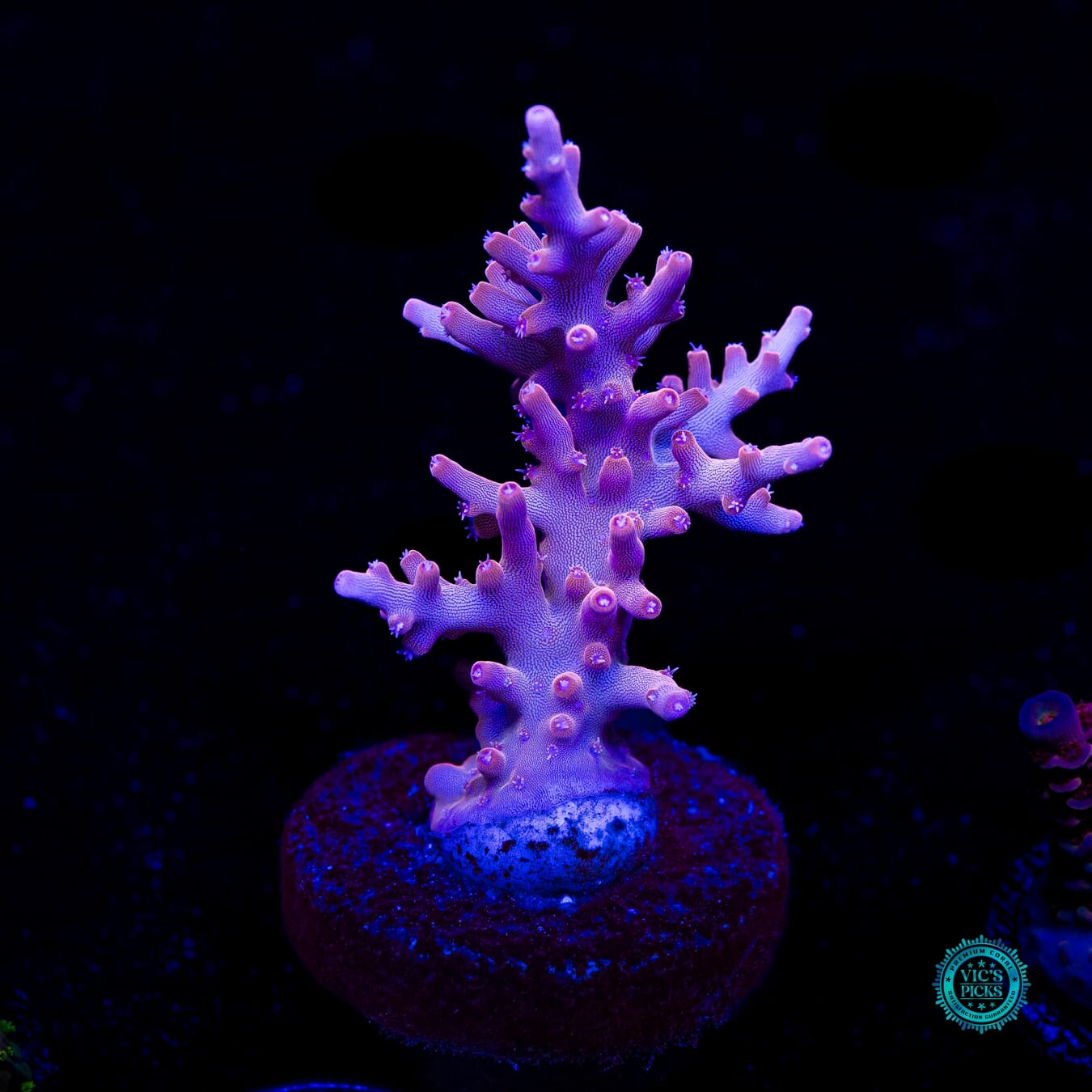 WWC Golden Dragon Acropora - Daylight Photo