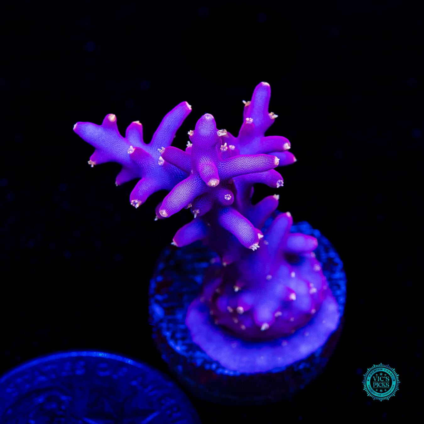 WWC Little Red Ferrari Acropora - Daylight Photo