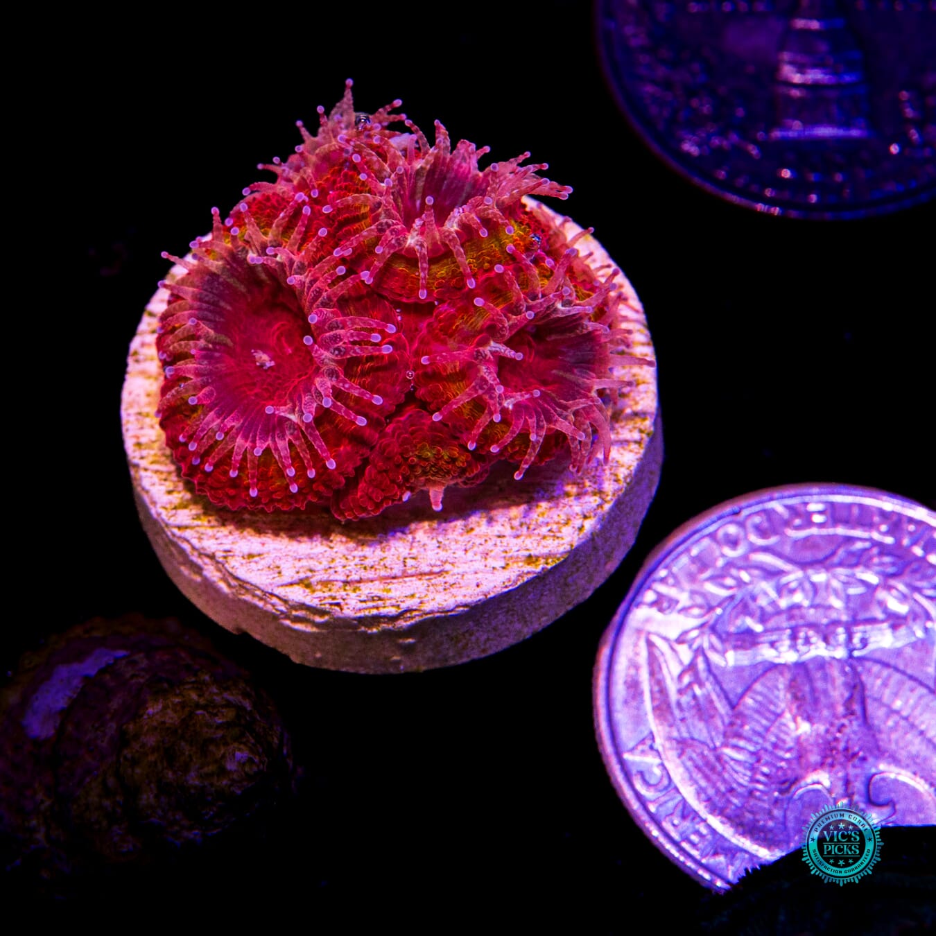 Iron Rings Aussie Lord - Actinic Photo