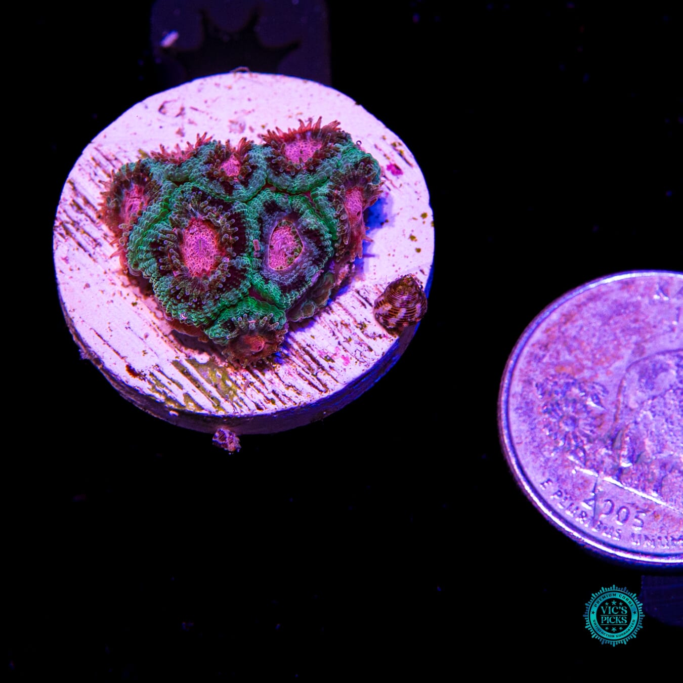 WWC Watermelon Sugar Micromussa - Actinic Photo