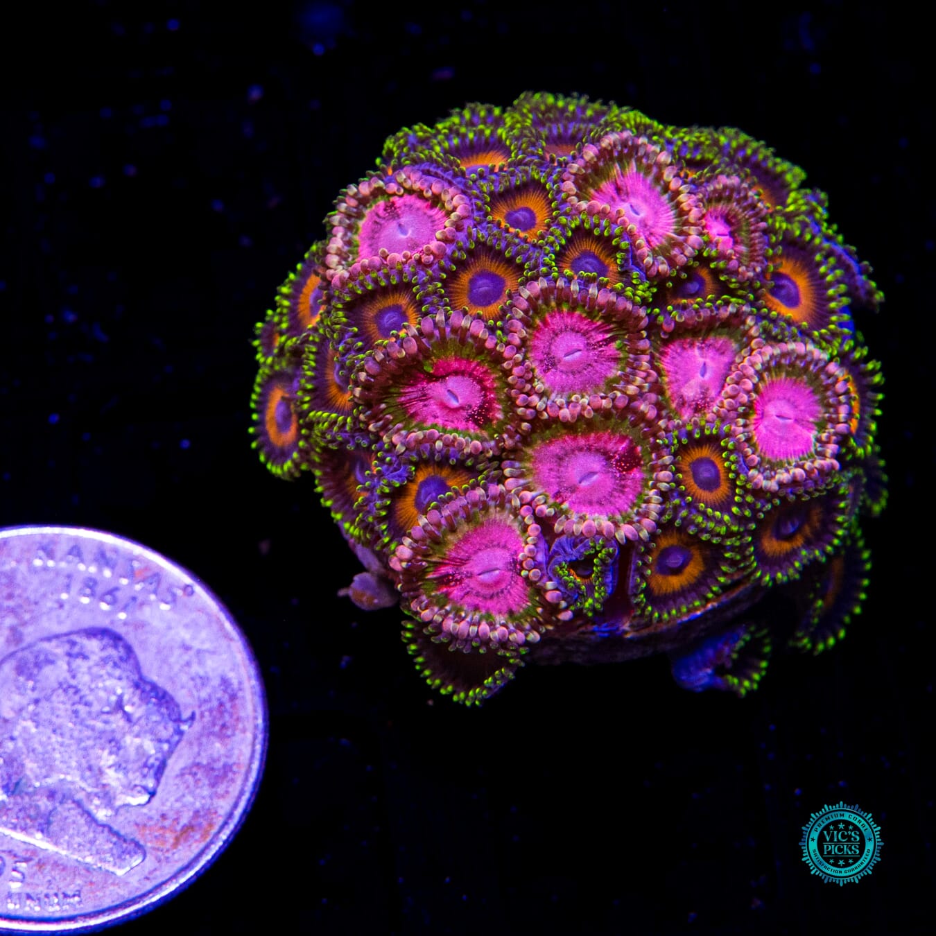 Combo WWC Pink Krakatoa and Eagle Eye Zoanthids - Actinic Photo