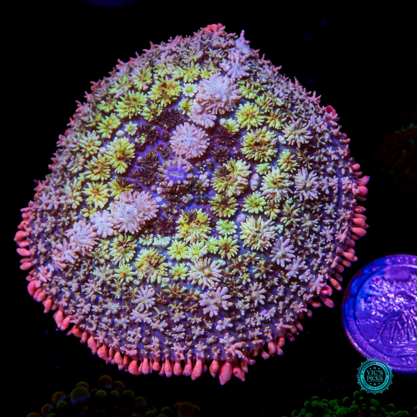 WWC Paradise Cove Rhodactis Mushroom - Actinic Photo
