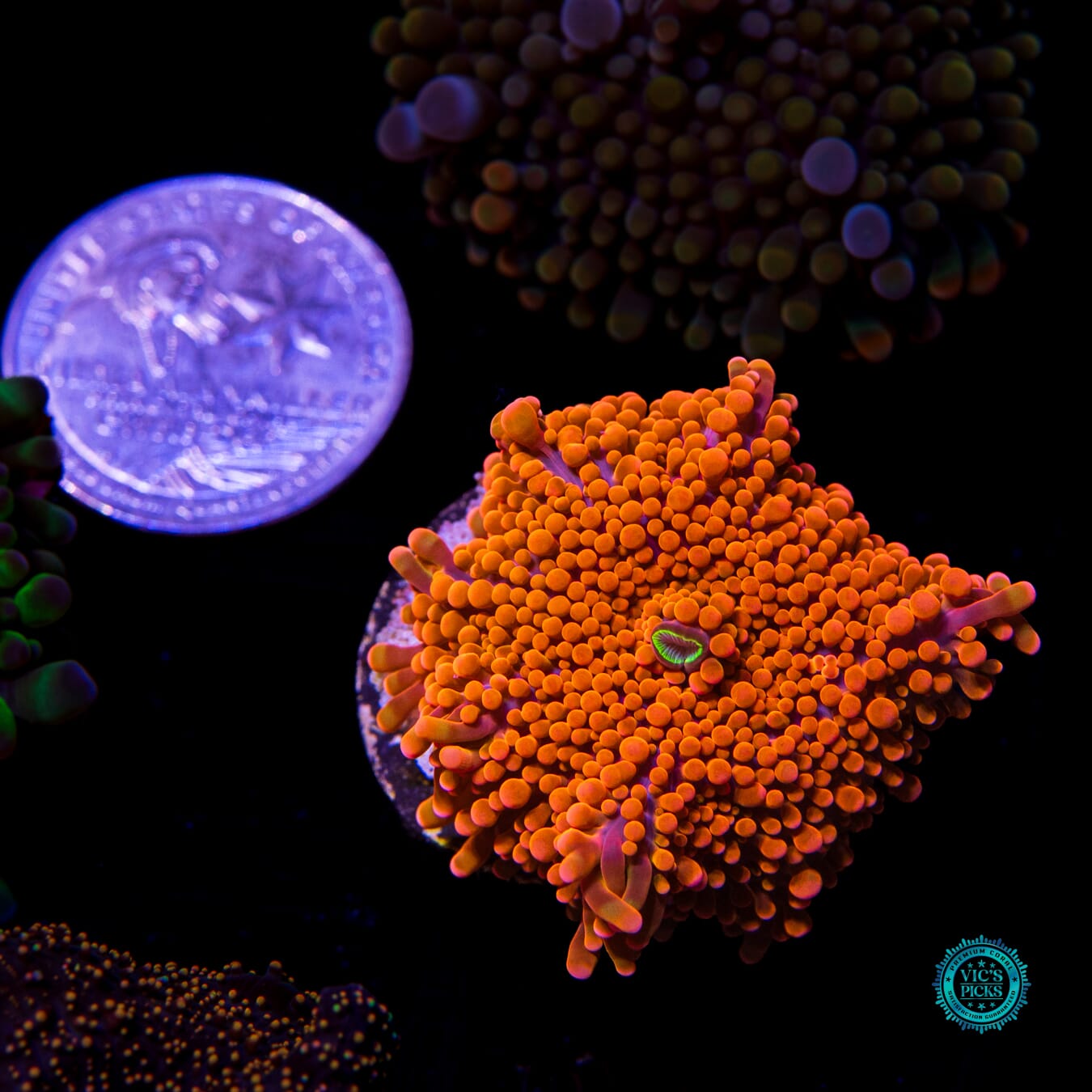 WWC Blazin Saddles Yuma Mushroom - Actinic Photo
