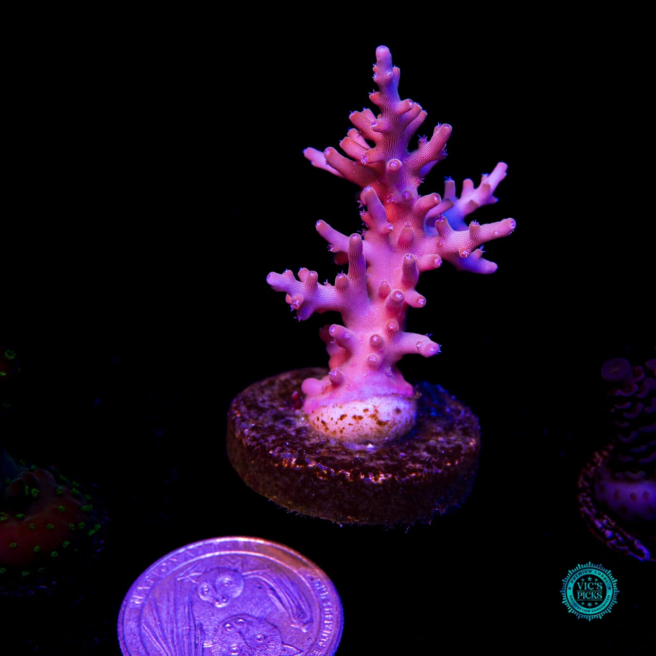 WWC Golden Dragon Acropora - Actinic Photo