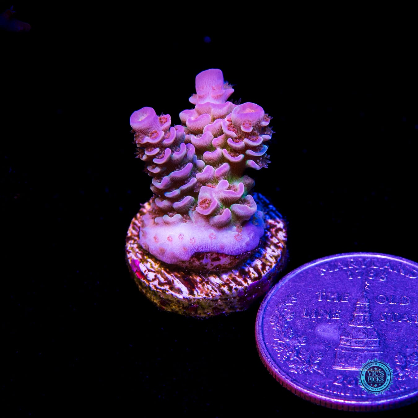 WWC Paradise Tenuis Acropora - Actinic Photo