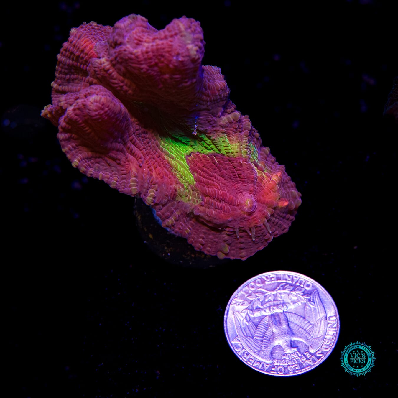 Demonology Pectinia - Actinic Photo