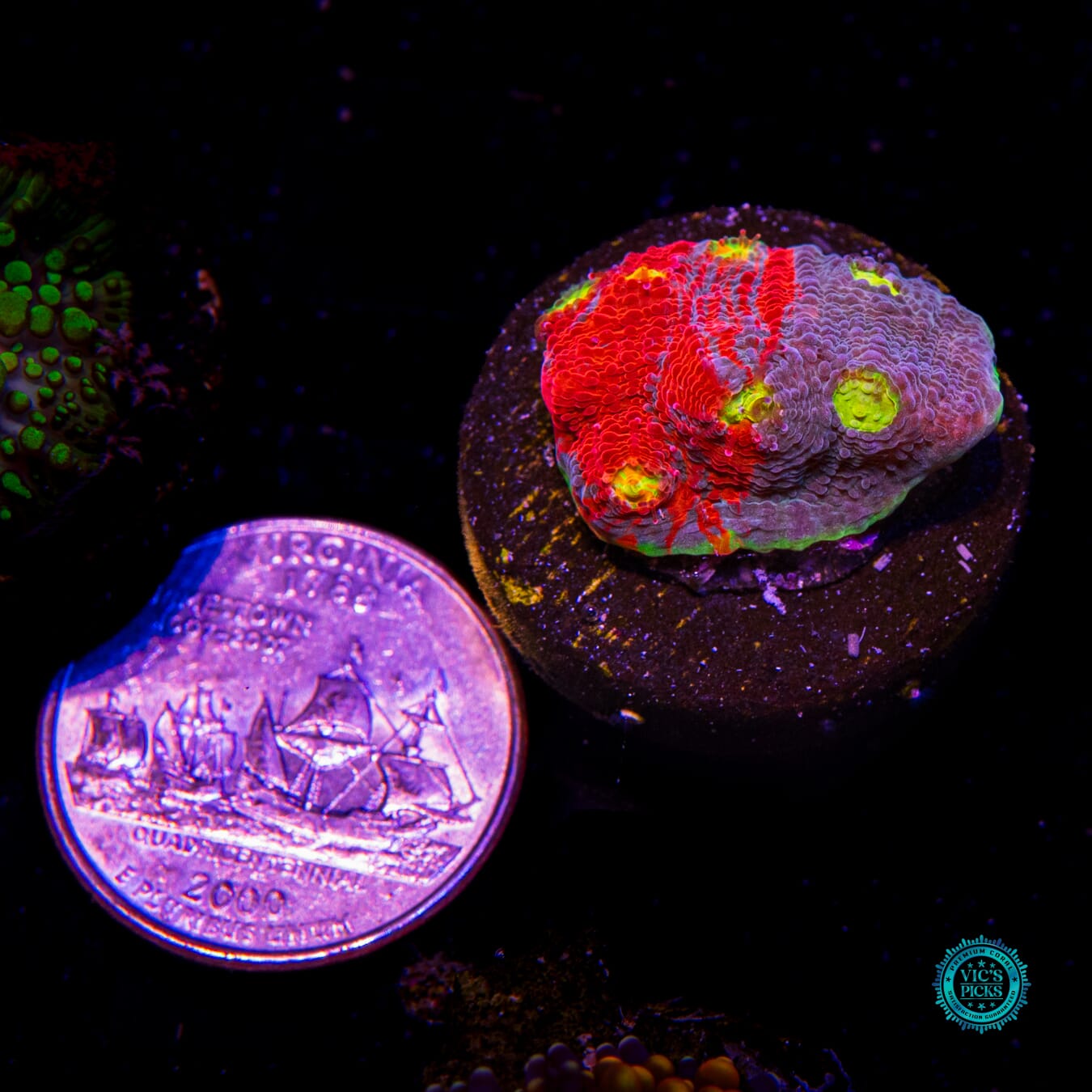 WWC Supa Fly Rainbow Chalice - Actinic Photo