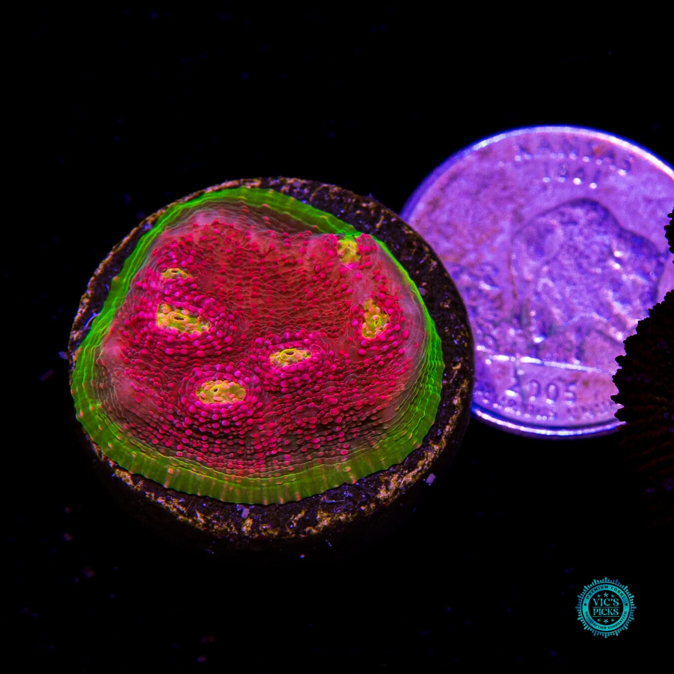 WWC Kingpin Chalice - Actinic Photo