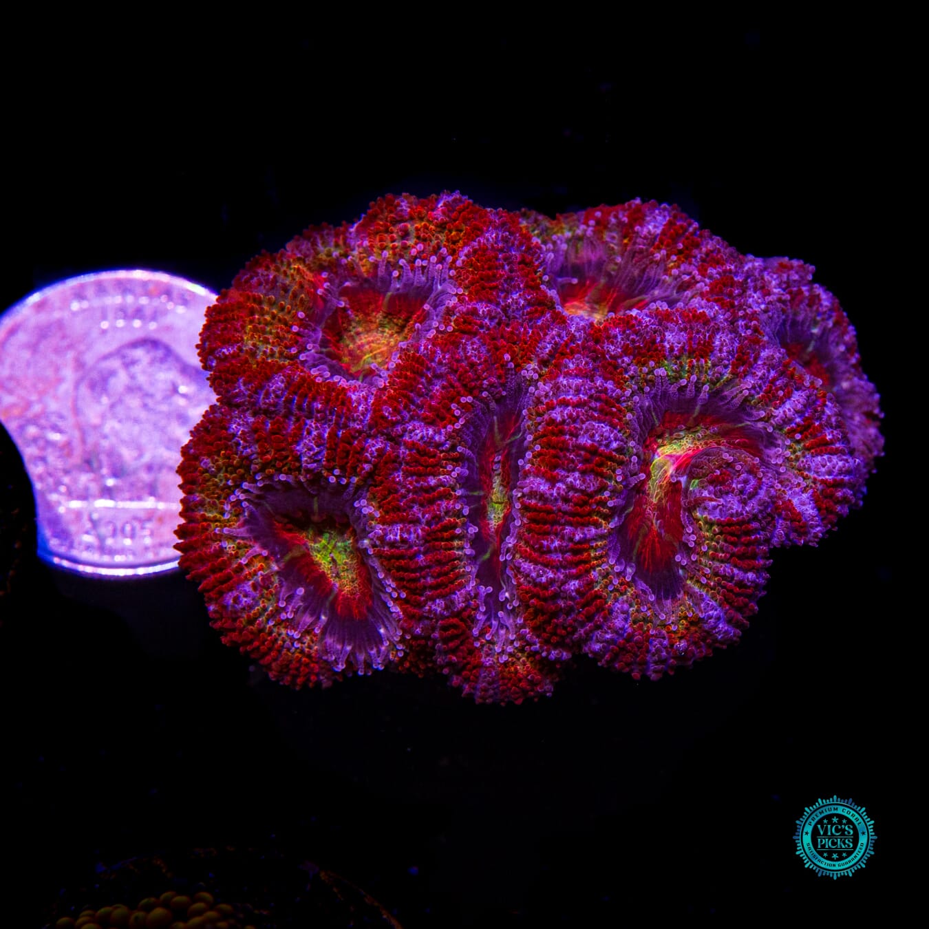 Tropical Vibez Aussie Lord - Actinic Photo
