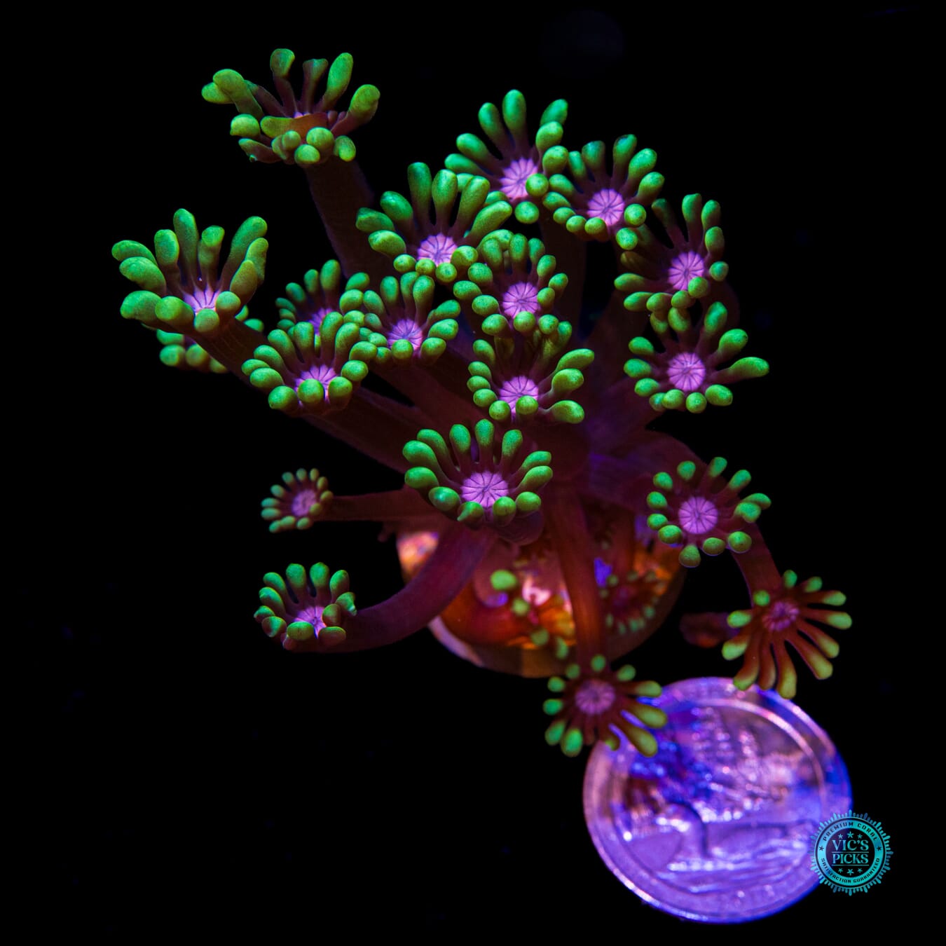 WWC Macho Man Alveopora - Actinic Photo