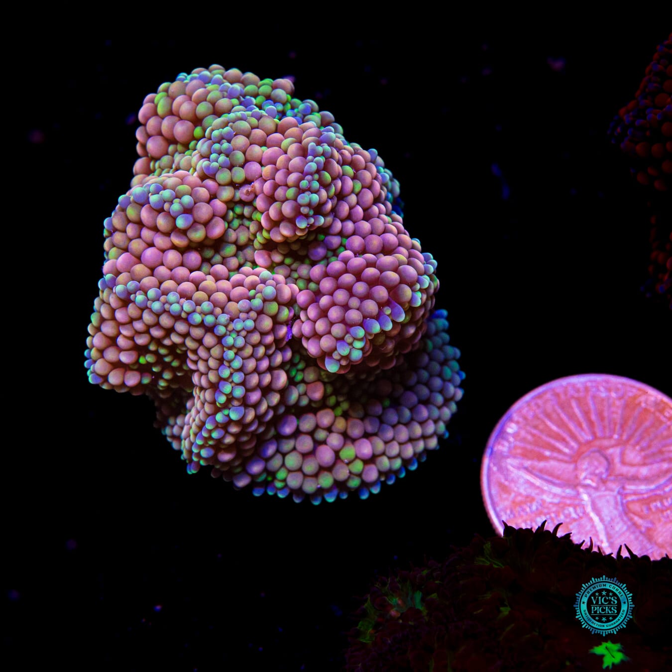 Perfect Peachy King Ricordea Mushroom - Actinic Photo