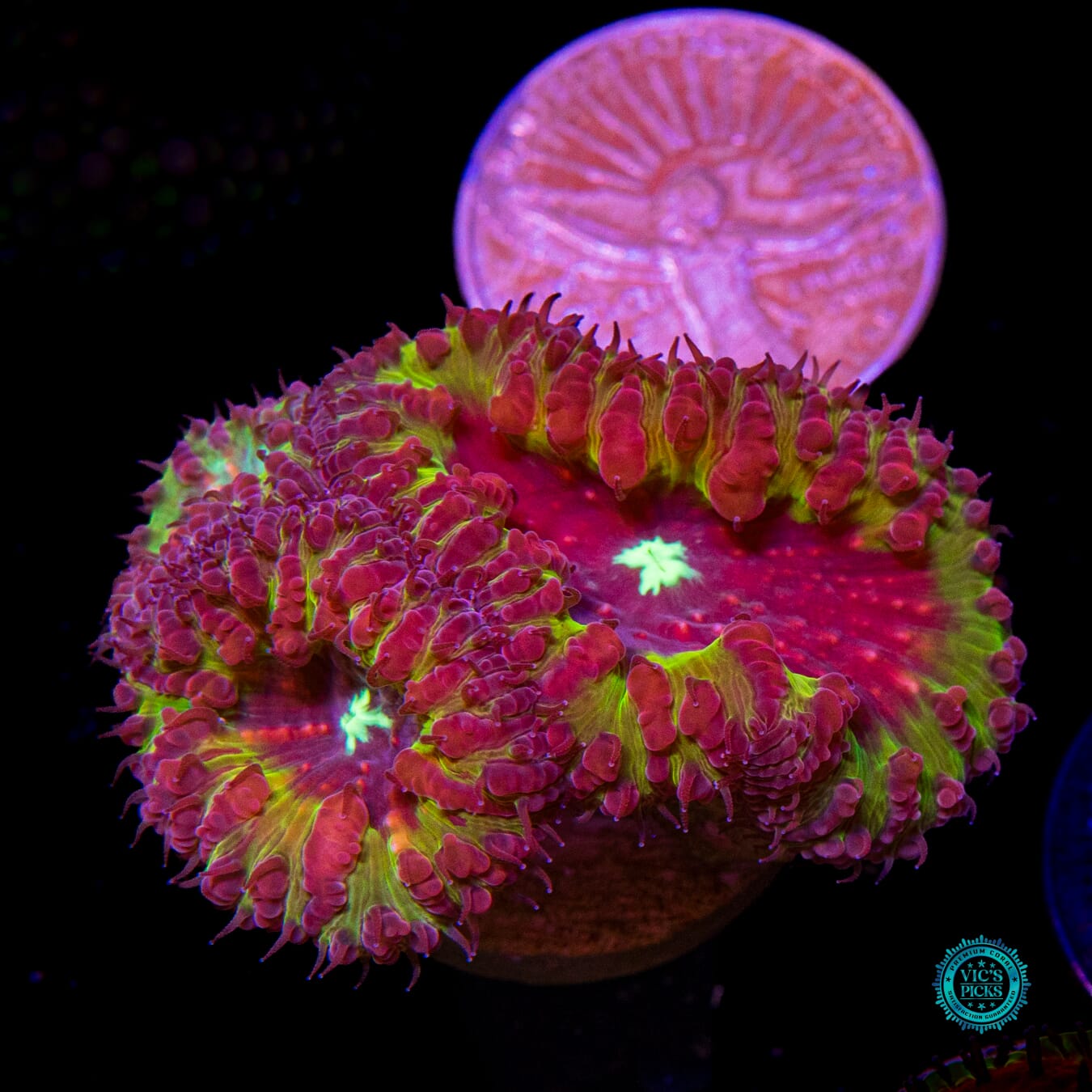 Pipe Dream Blastomussa - Actinic Photo