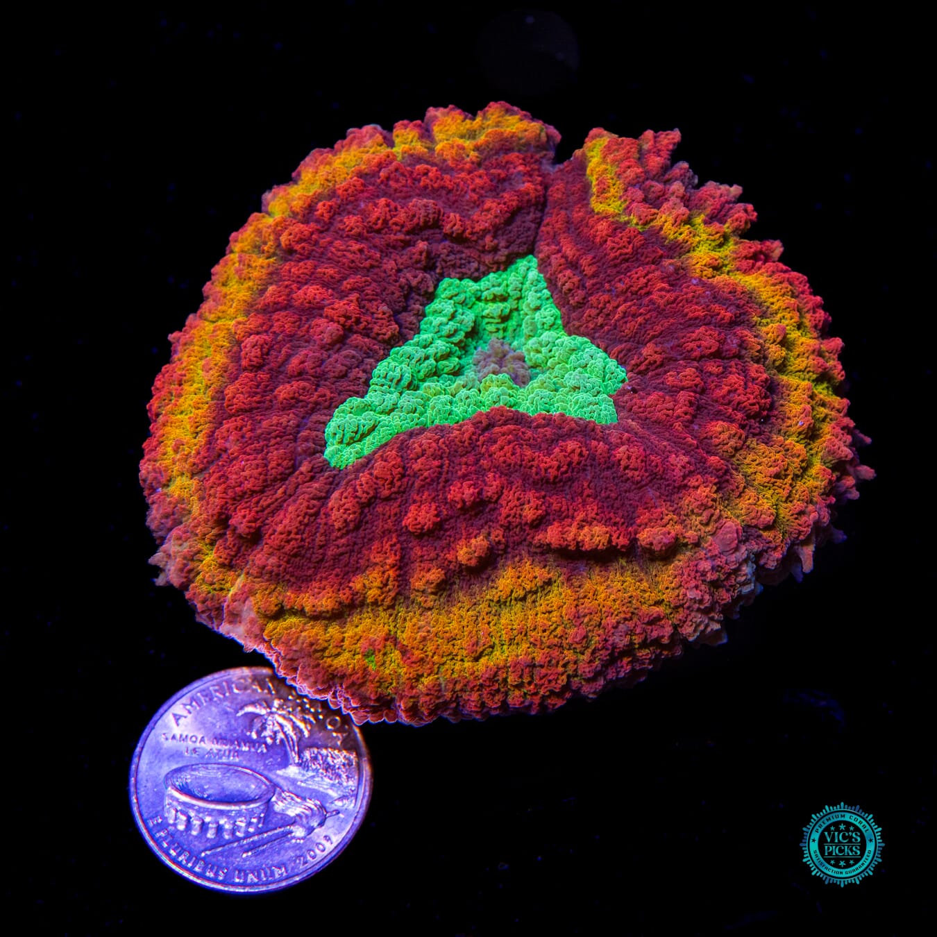 Pirate's Plunder Symphyllia - Actinic Photo