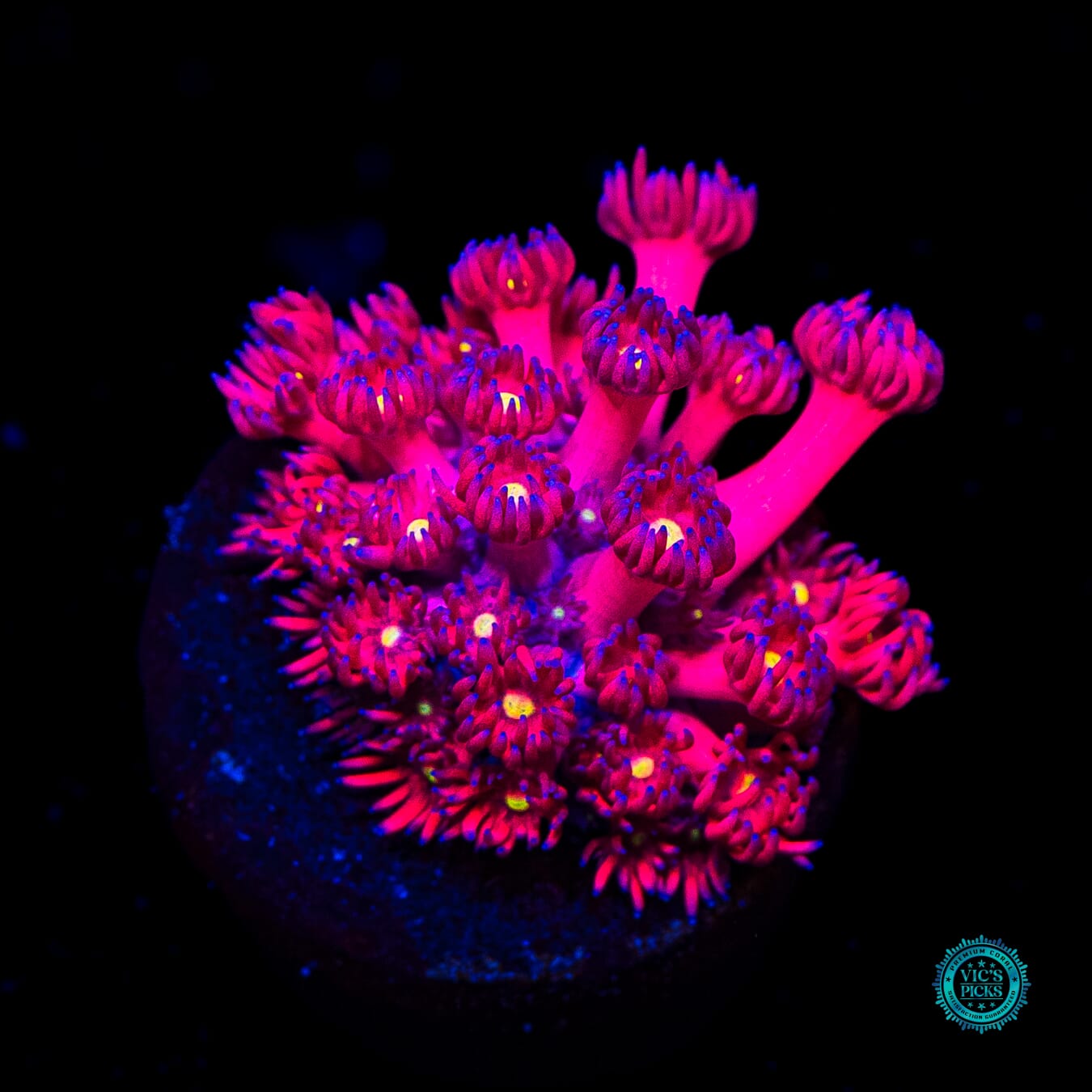 WWC Cherry Bonkerz Goniopora - Daylight Photo