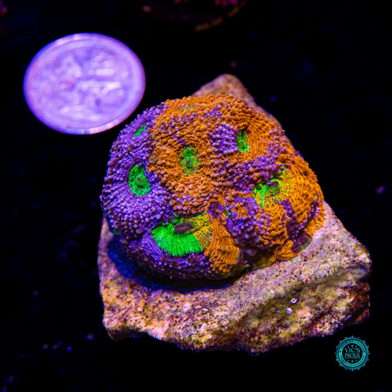 WWC Mango Tango Echinata - Actinic Photo
