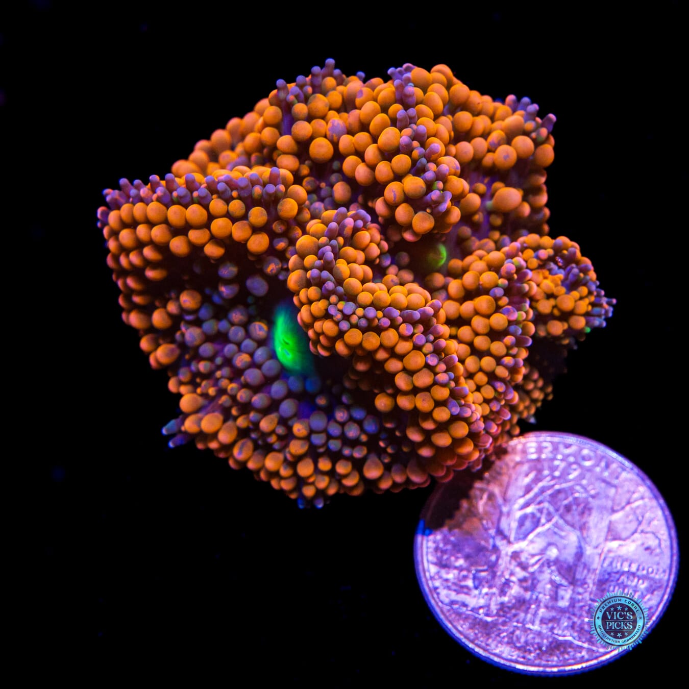 LG Rainbow Rim Ricordea Mushroom - Actinic Photo