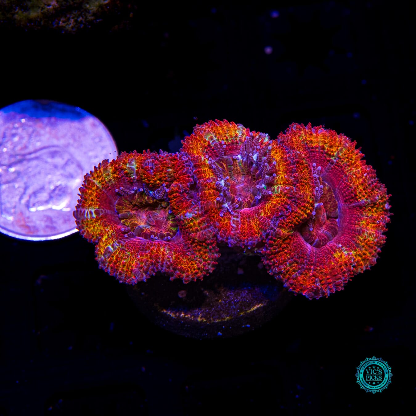 WWC Orangeade Aussie Lord - Actinic Photo